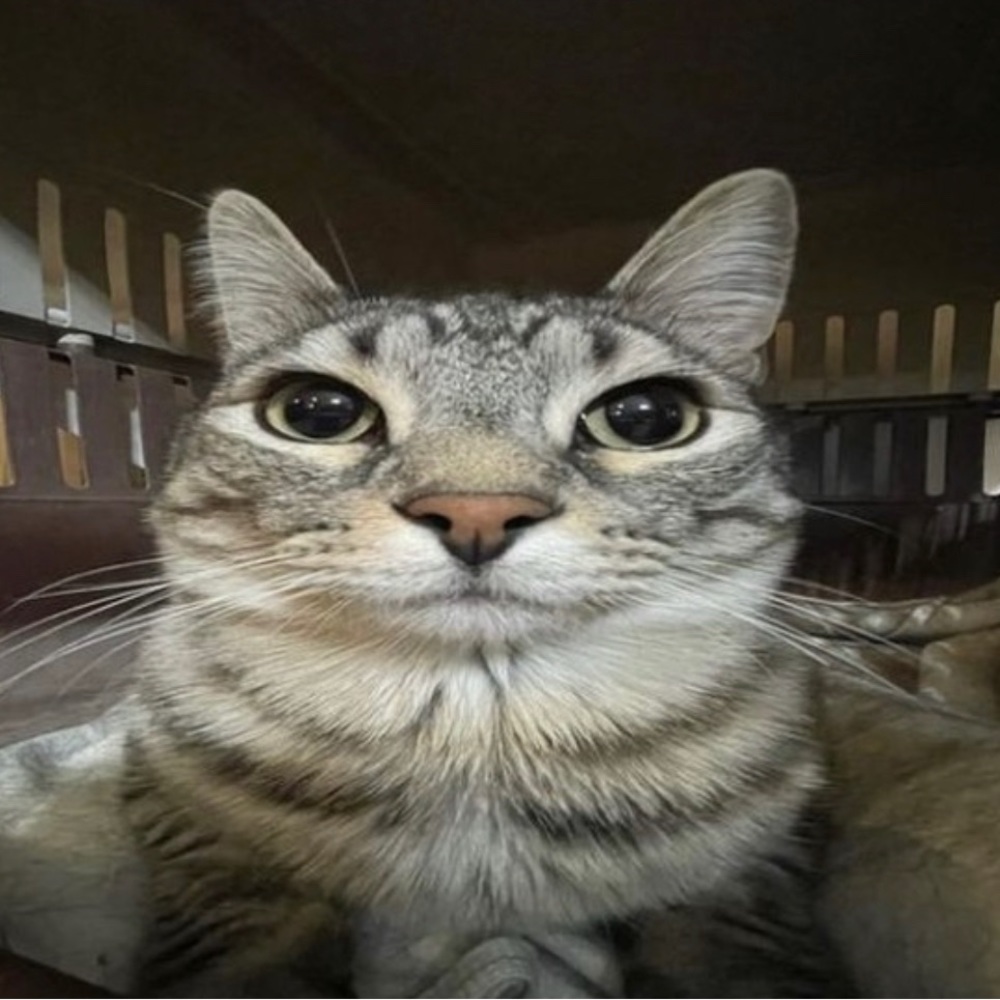 Meet your Posher, Iyauna